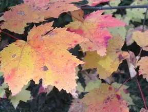 云桌面服务器系统与桌面系统的协同进化，技术架构、应用场景与未来趋势，云桌面服务器系统和桌面系统的关系