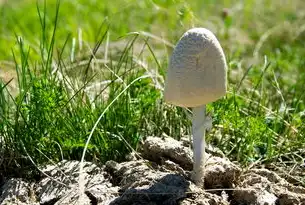 畜禽粪污全流程管理技术指南，资源化利用路径创新与可持续发展实践
