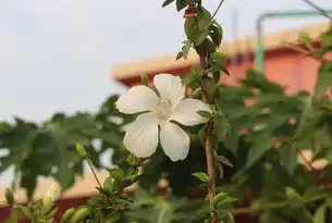 智能花卉电商系统源码开发实践，全栈技术架构与高并发解决方案，花卉网站模板